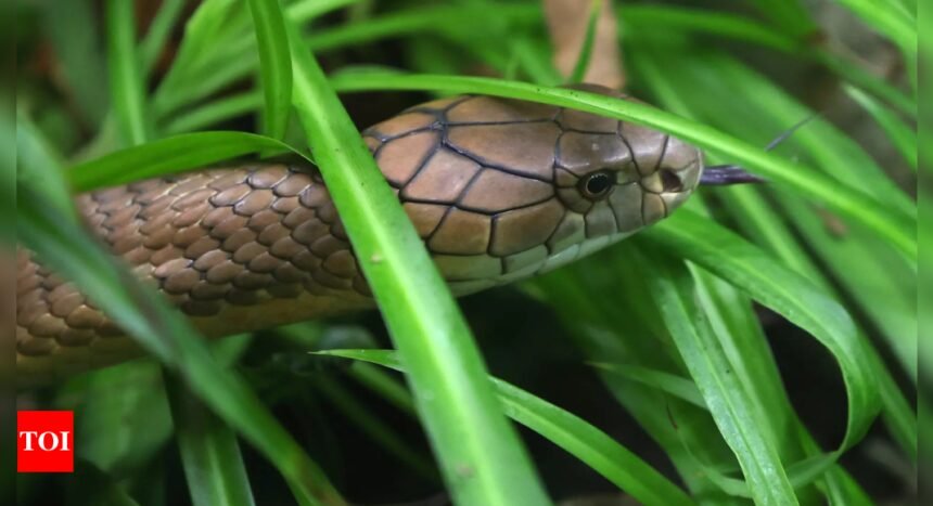 30-year-old snake catcher dies of cobra bite in UP | India News