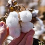 ICE cotton experiences free fall, marks 5th consecutive week of losses