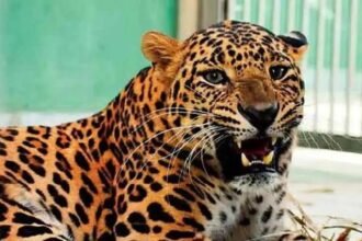 Leopard barges into house in Delhi`s Roop Nagar, 5 injured