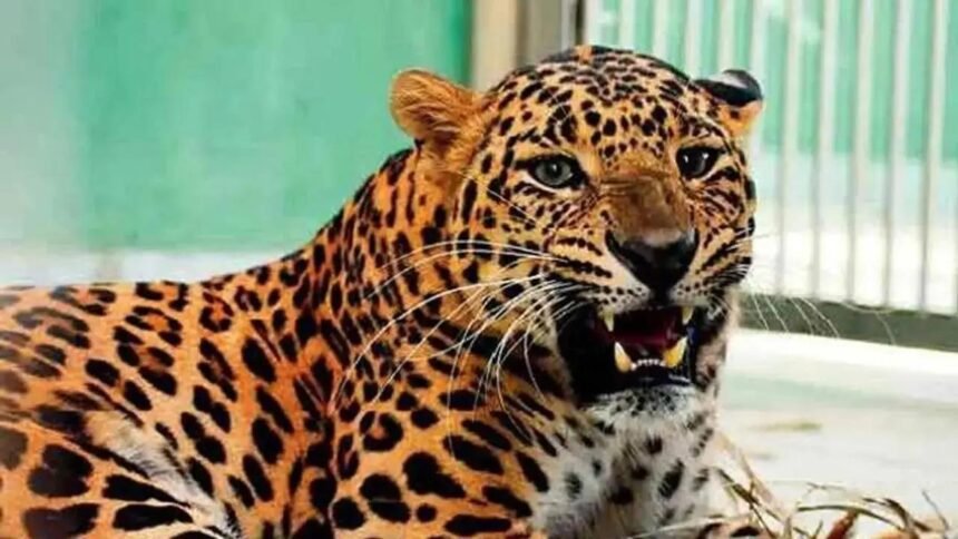 Leopard barges into house in Delhi`s Roop Nagar, 5 injured