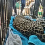 Young Leopard rescued after being hit by vehicle near Turahalli Forest Reserve | India News