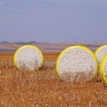 ICE cotton prices surge amid crop concerns & weaker US ...