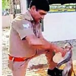Meerut cop saves heat-hit baby monkey with CPR | India News