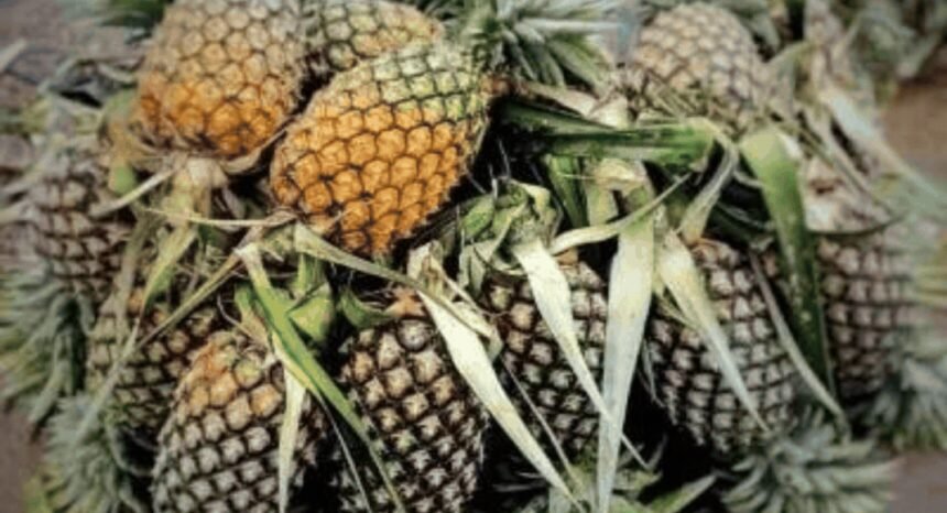 Tripura's 'Queen Pineapple' saw 1500% price surge since 2018. What's so special about it? | India News