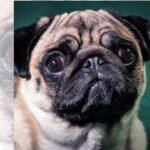 Cruel to squash snouts of breeds like pugs: PETA | India News