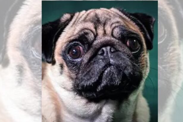 Cruel to squash snouts of breeds like pugs: PETA | India News