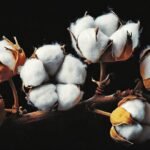 ICE cotton prices fluctuate as dollar weakens, crude oil rises