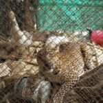 Leopard cooped up in poultry farm in Junnar rescued by wildlife SOS, forest dept