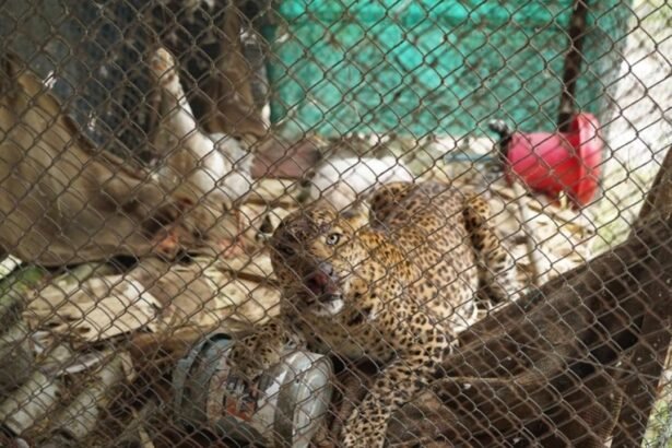 Leopard cooped up in poultry farm in Junnar rescued by wildlife SOS, forest dept