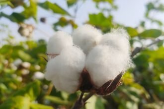 Cotton arrivals in Pakistan fall 60% due to crop damage, lower acreage