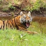 Maharashtra: Tigress that killed 11 persons in Chandrapur district caged