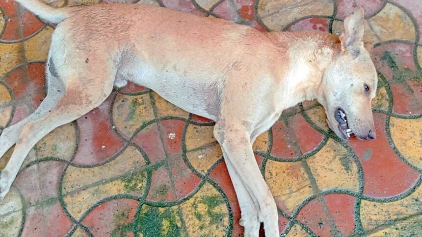 Mumbai: Security guard booked promptly for killing dog