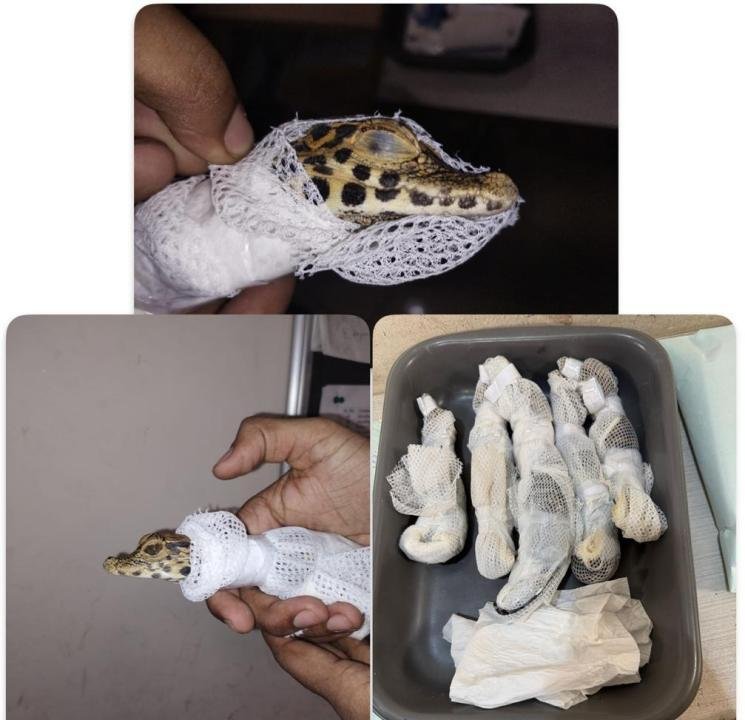 Two passengers arrested at Mumbai airport for smuggling five baby crocodiles