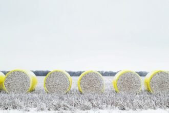 US Upland cotton sales down 8%, Pima up 32% this week: USDA