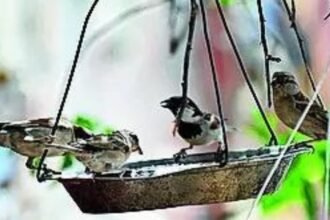 India has seen mixed results for species trends, bird populations in open habitats have declined | India News