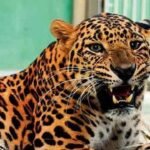 Leopard spotted in Udgir town; search operation launched