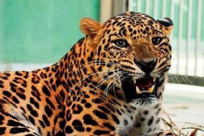 Leopard spotted in Udgir town; search operation launched