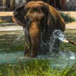 Anarkali, last elephant at city zoo, no more | Mumbai News