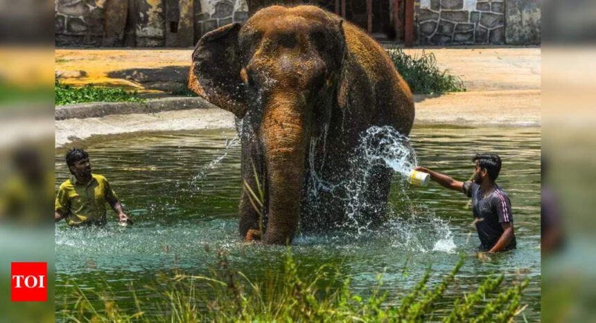 Anarkali, last elephant at city zoo, no more | Mumbai News