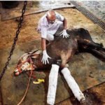 FIR Filed After Death of Bulls Forced to Compete in Taloja | Mumbai News