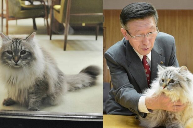 Putin's 'peace' cat to Japan dies