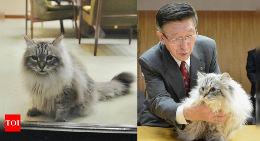 Putin's 'peace' cat to Japan dies