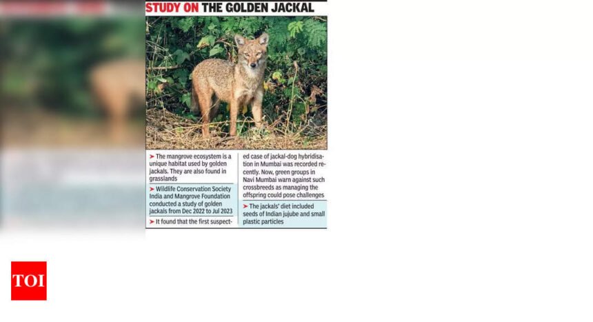 Rising Jackal Encounters in Navi Mumbai: A Call for Action from Environmentalists | Mumbai News